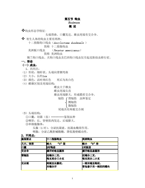 钩虫形态学特征