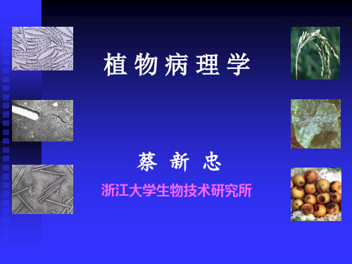 植物病理学4 (稻瘟病)