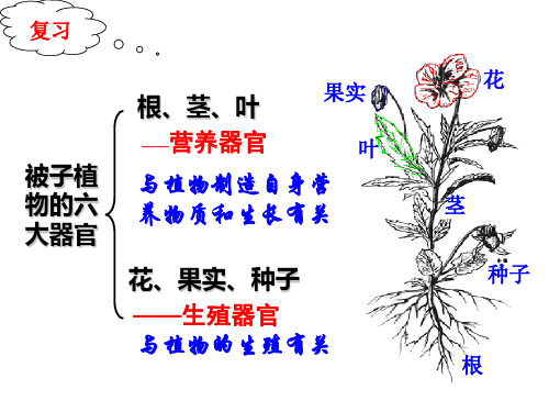 七年级下《植物的一生》PPT课件下载浙教版2