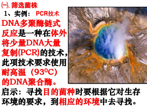 2.2土壤中分解尿素的细菌的分离和计数(公开课课件)