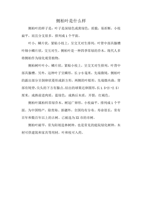 侧柏叶是什么样