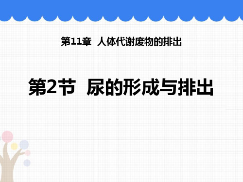 《尿的形成与排出》PPT优质课件教学课件