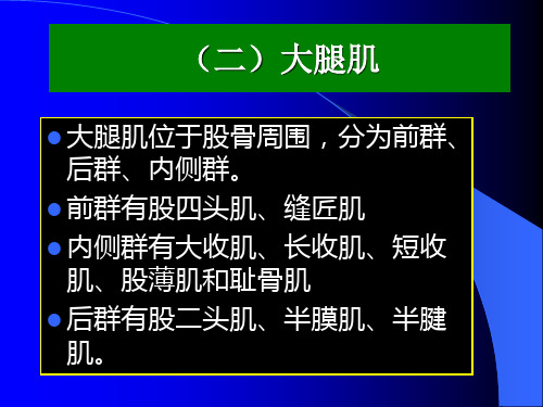 运动解剖学_下肢肌__大腿肌PPT课件