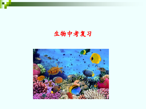 人教版八年级生物中考总复习4册书串讲生物期末总复习课件(共147张PPT)