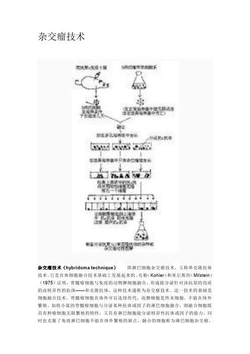 杂交瘤细胞