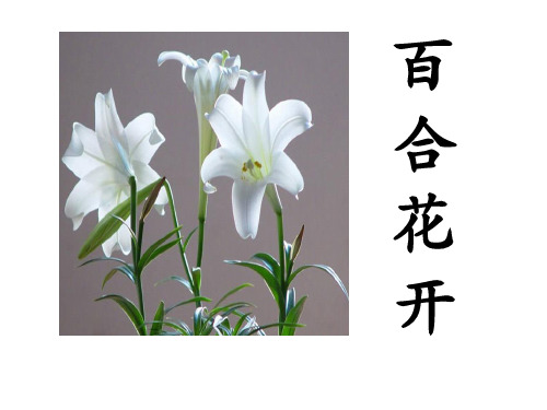 《百合花开》课件