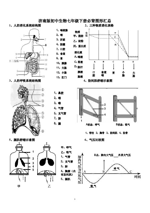 济南版初中生物七年级下册必背图形汇总(最全、最细、最实用、适合打印)