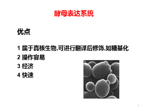 酵母表达系统