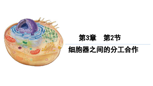 3.2细胞器之间的分工合作课件-高一上学期生物人教版(2019)必修1