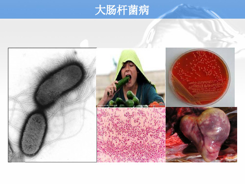 宠物源人兽共患病——大肠杆菌病讲义