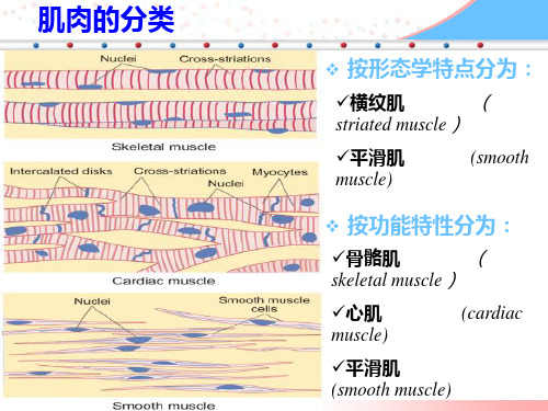 肌细胞的收缩PPT课件