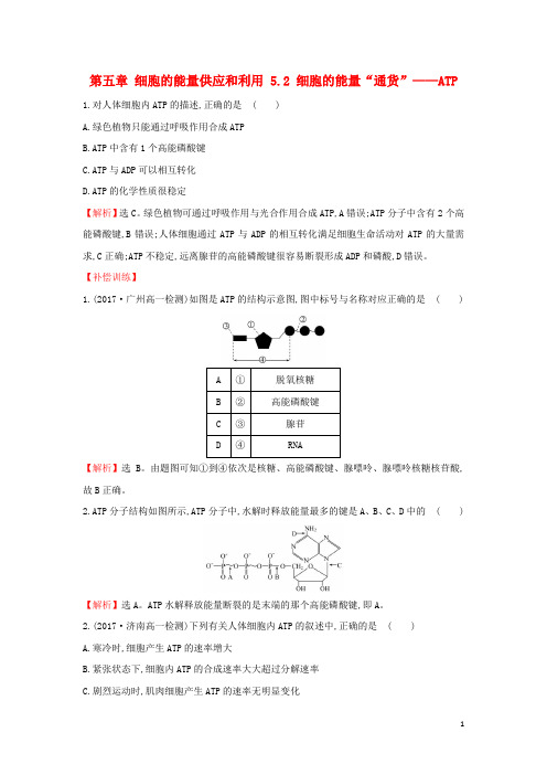 高中生物 第五章 细胞的能量供应和利用 5.2 细胞的能量“通货”——ATP课时达标训练 新人教版必修1