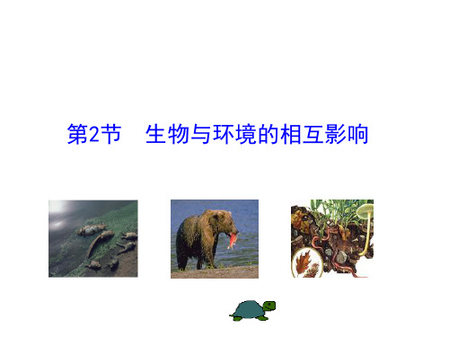 北师大版七年级生物上册课件:第1章 第2节 生物与环境的相互影响(共26张PPT)