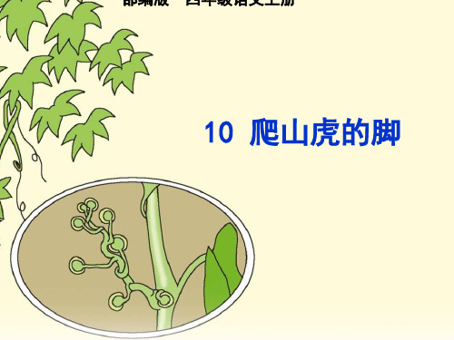 2019秋最新部编版四年级语文上册第10课《爬山虎的脚》公开课最终课件 -已修改
