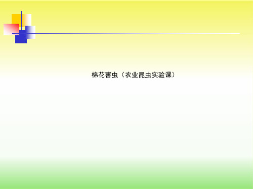 棉花害虫(农业昆虫实验课)