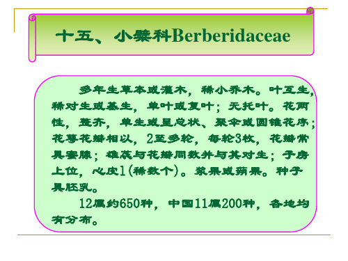 小檗科Berberidaceae