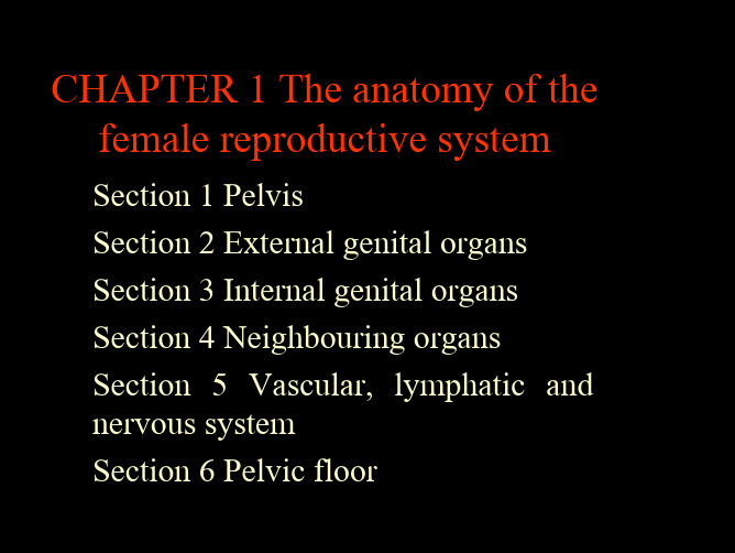 The anatomy of the female reproductive system 女性生殖系统解剖课件