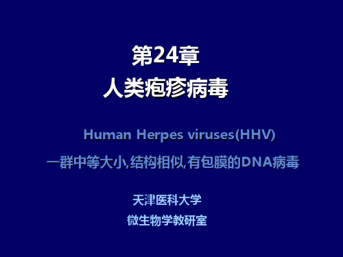 【医学课件】 人类疱疹病毒 (HSV)