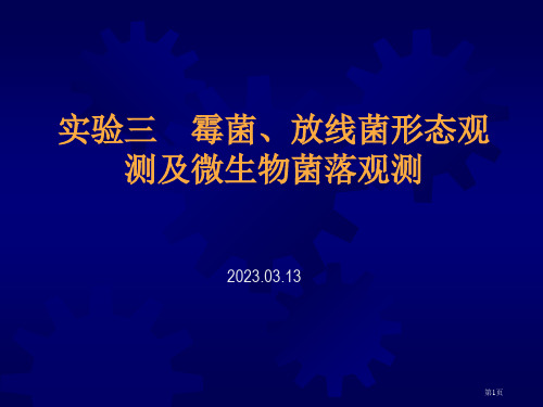 霉菌放线菌形态观察及微生物菌落观察