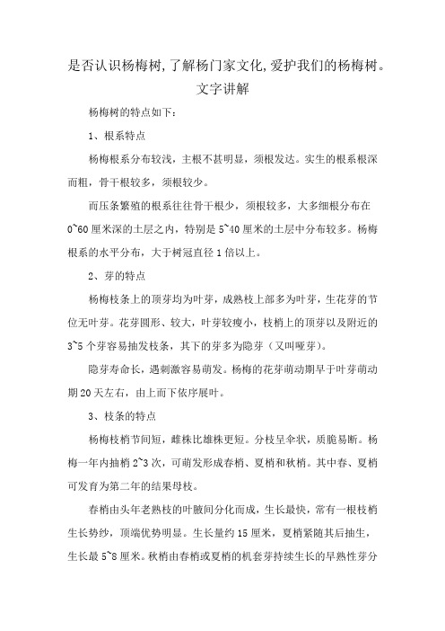 是否认识杨梅树,了解杨门家文化,爱护我们的杨梅树。文字讲解