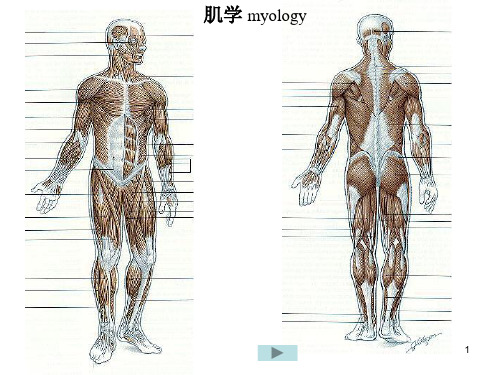 肌学总论、躯干肌PPT课件