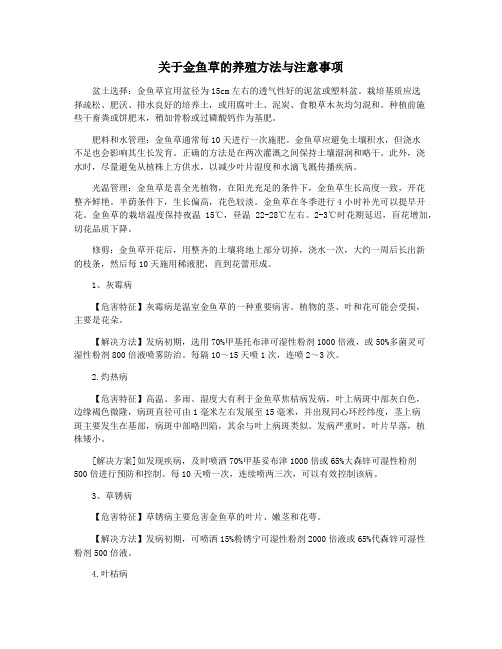 关于金鱼草的养殖方法与注意事项