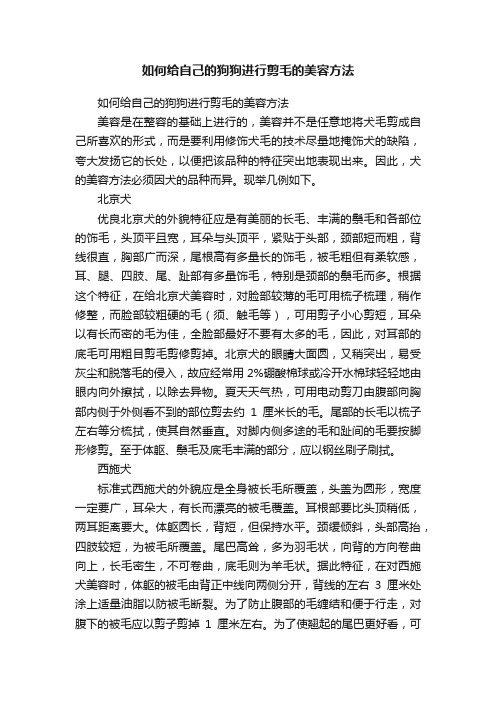 如何给自己的狗狗进行剪毛的美容方法