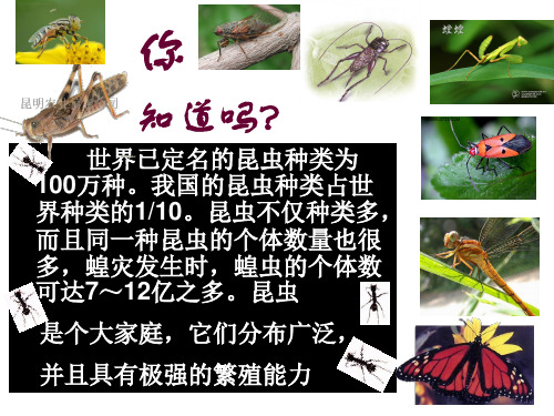 4.2.1《昆虫的生殖和发育》课件-2020-2021学年济南版八年级生物上册