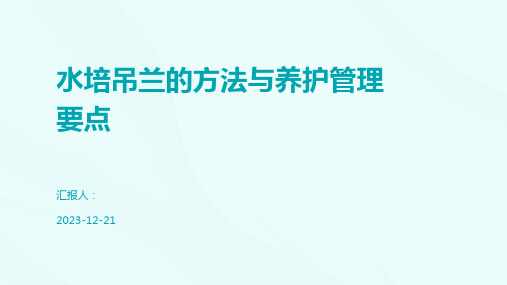 水培吊兰的方法与养护管理要点