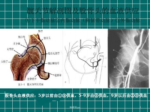 股骨头缺血坏死等PPT课件