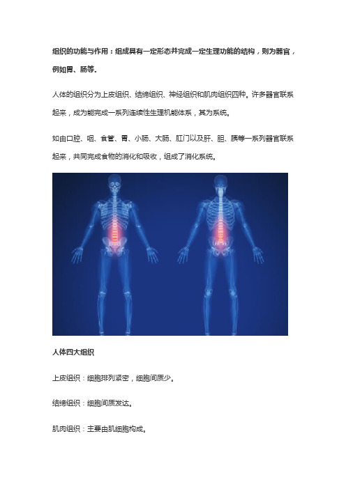 简述组织的功能与作用。