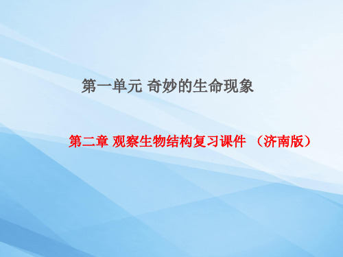 1.2观察生物结构复习课件-2023-2024学年济南版生物七年级上册