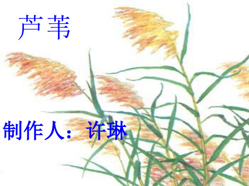 故乡的芦苇PPT课件