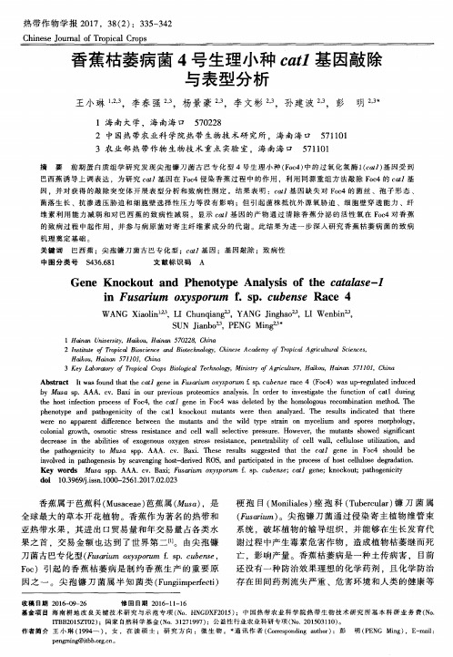 香蕉枯萎病菌4号生理小种cat1基因敲除与表型分析