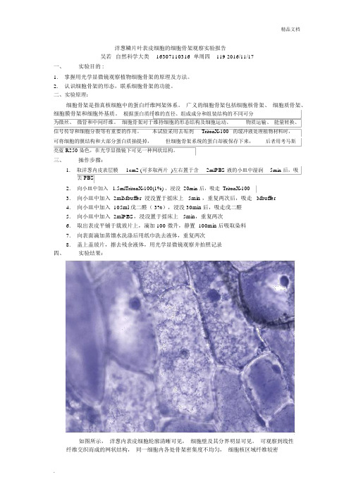 洋葱鳞片叶表皮细胞的细胞骨架观察实验报告