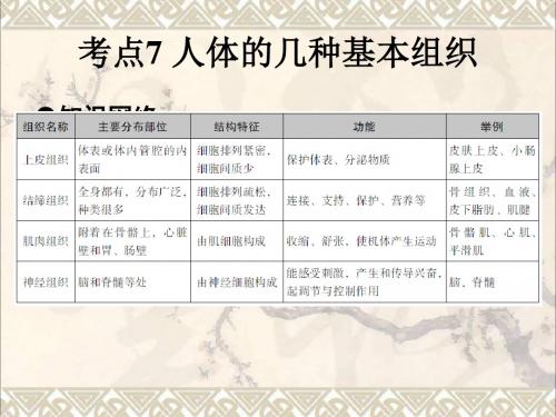 广东省2017届中考生物第1章考点7人体的几种基本组织复习课件