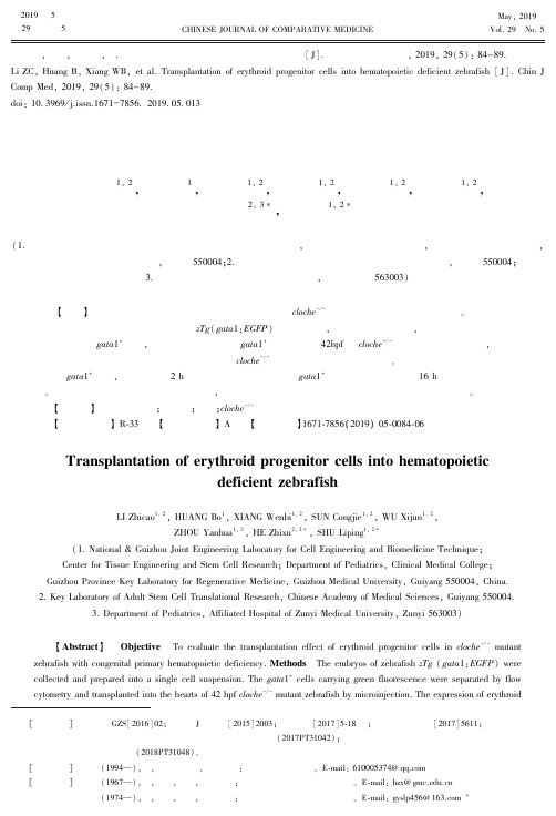 红系祖细胞在造血缺陷斑马鱼体内的移植