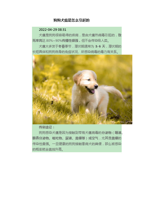 狗狗犬瘟是怎么引起的