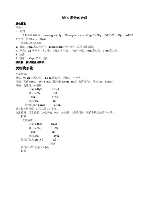 RNA探针的制备
