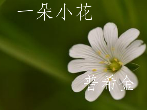 一朵小花的评析