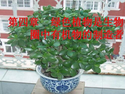 绿色植物通过光合作用制造有机物