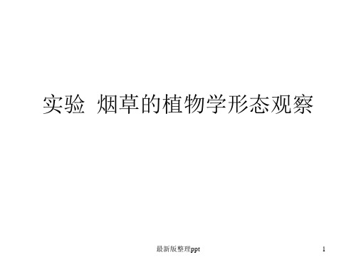 实验烟草的生物学形态观察ppt课件