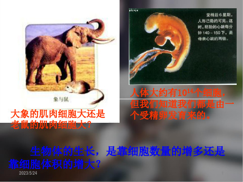 人教版高中生物必修一第六章第一节课件