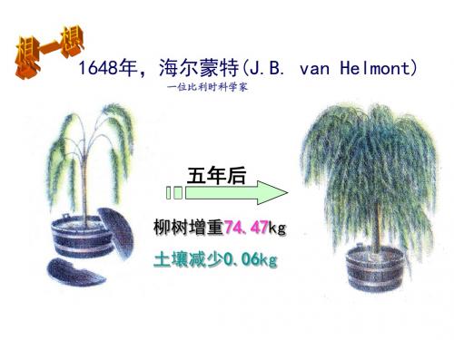 高二生物植物对矿质元素的吸收和利用