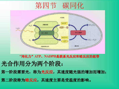 第4章  光合作用 -2