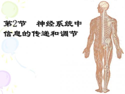 神经系统中信息的传递和调节