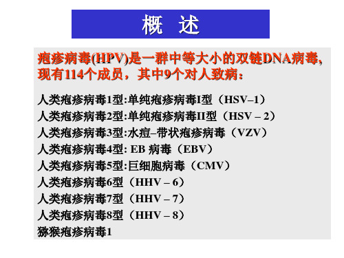 疱疹病毒概述课件.ppt