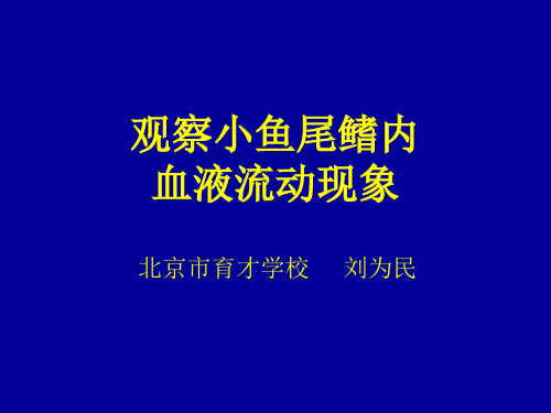 观察小鱼尾鳍中血液流动现象(刘为民 育才学校)