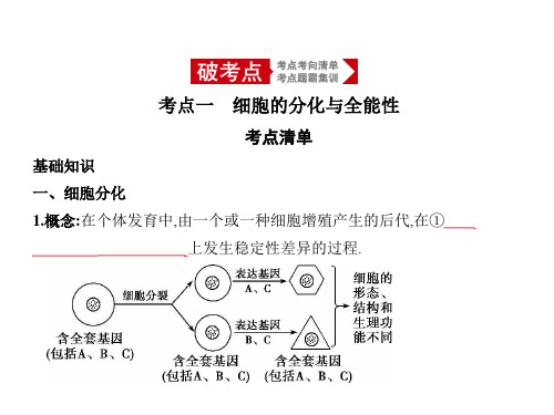 高中生物专题复习：细胞的分化、衰老、凋亡和癌变