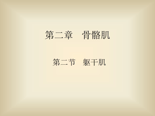 躯干肌